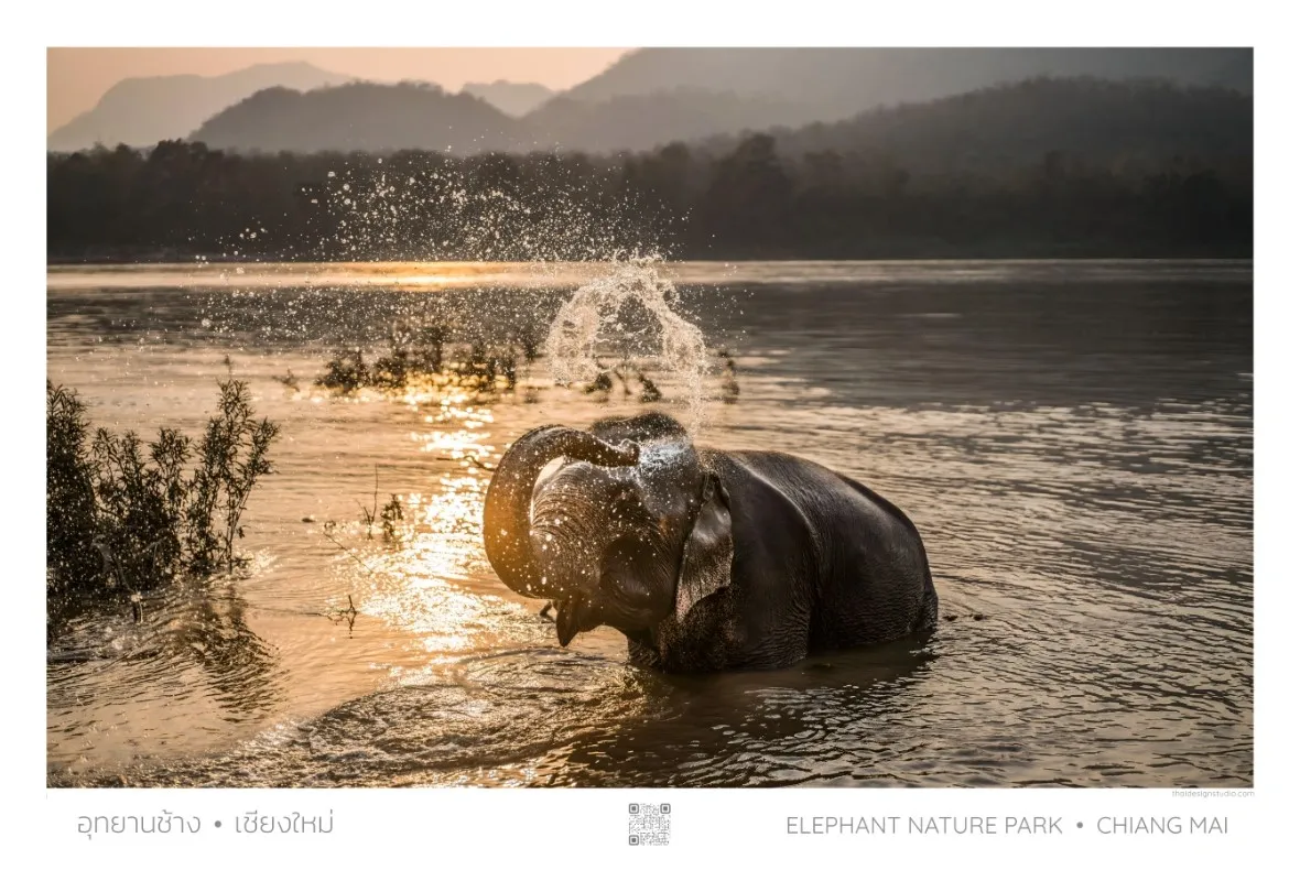 Elephant splashing in river at sunset.