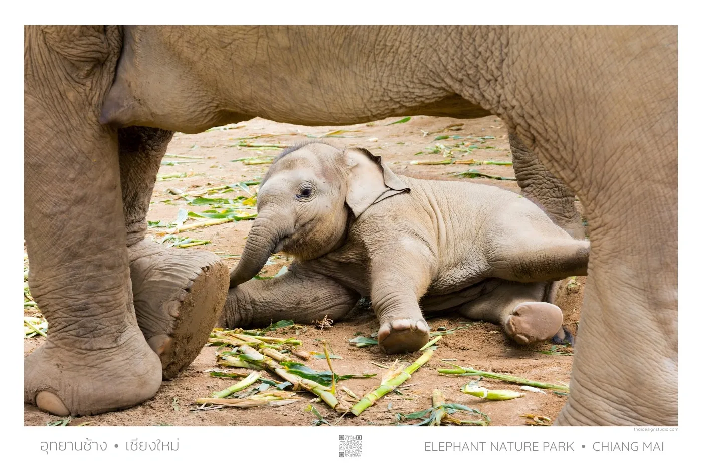 Baby elephant resting under mother.